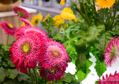 The Tropical series contains double-flowered gerberas. In total, the new line contains some 19 varieties.